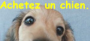 Achetez un chien
