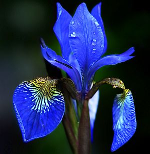 Fleurs