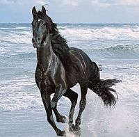 Cheval