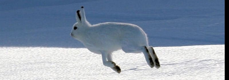 Lapin