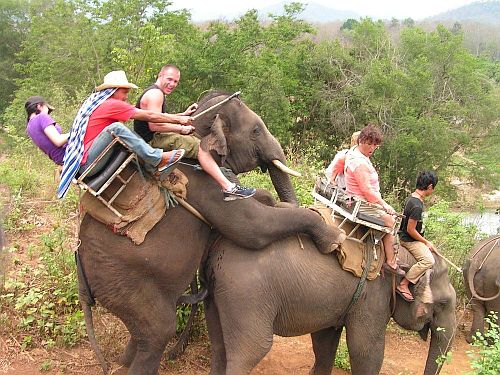 Elephant