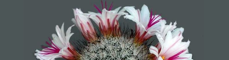 CActus en fleur