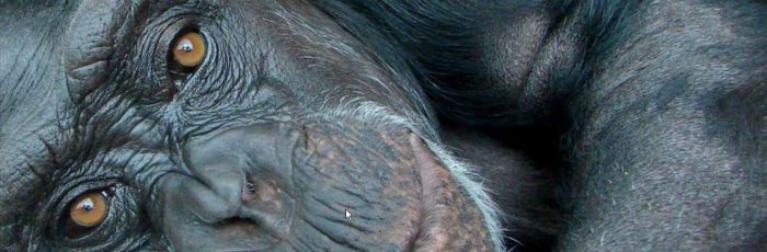 Singe