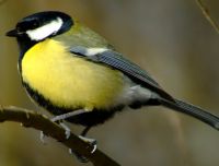 Oiseaux
